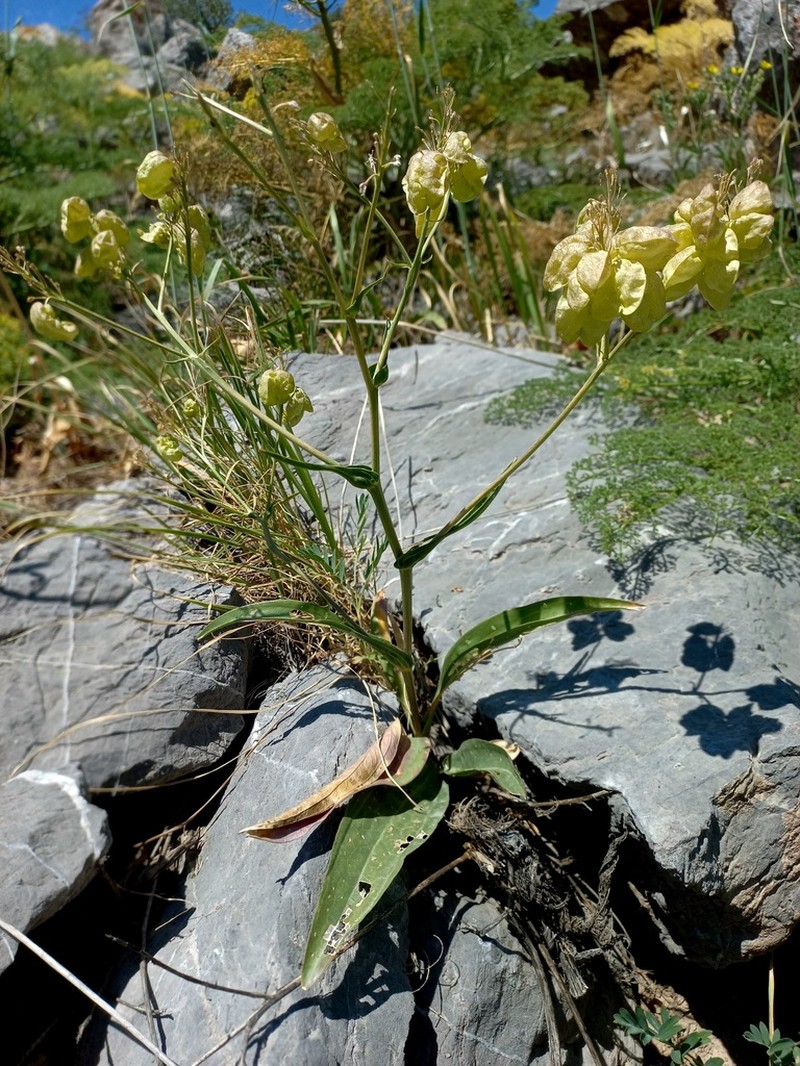 Lepidium lipskyi photo 4