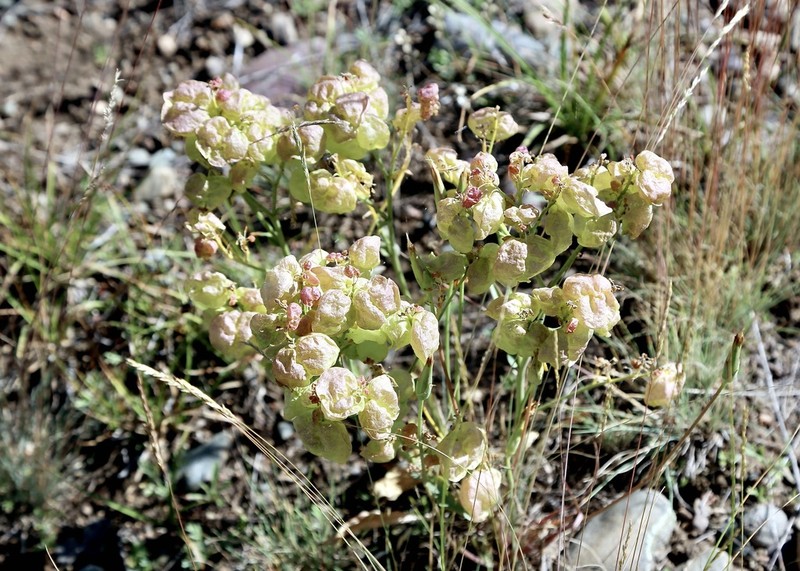 Lepidium lipskyi photo 5