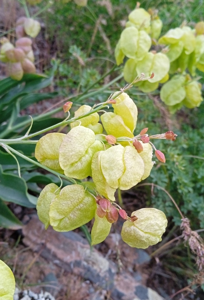 Lepidium lipskyi photo 6