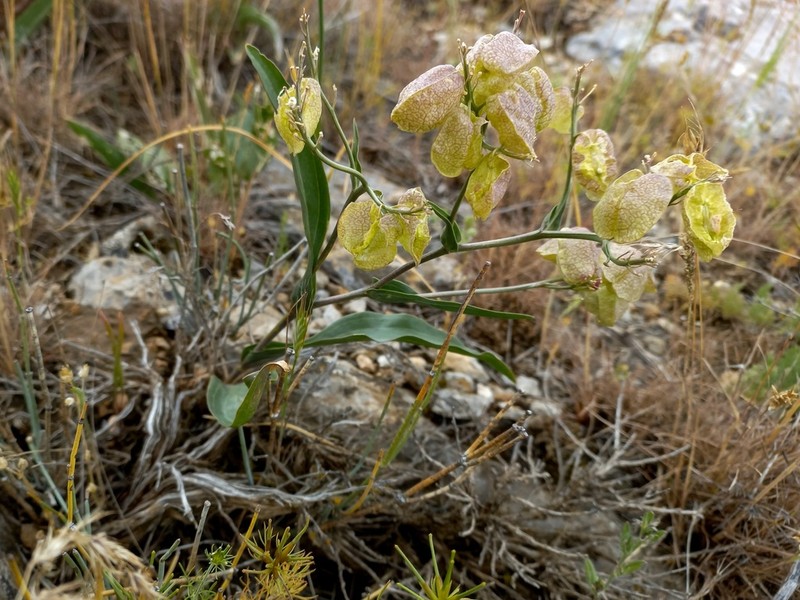 Lepidium lipskyi photo 7