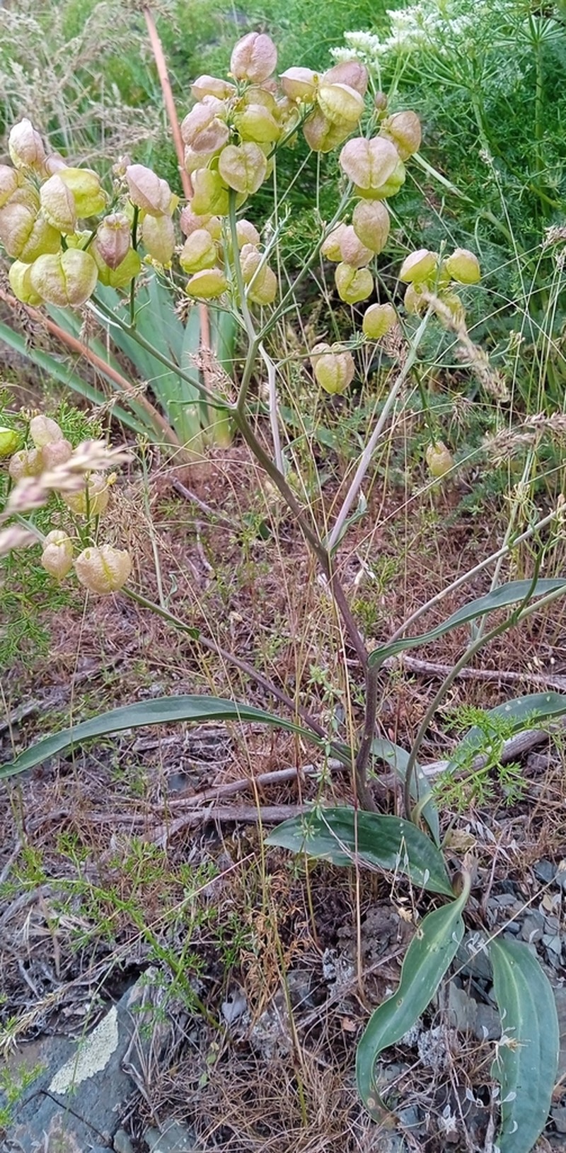 Lepidium lipskyi photo 8