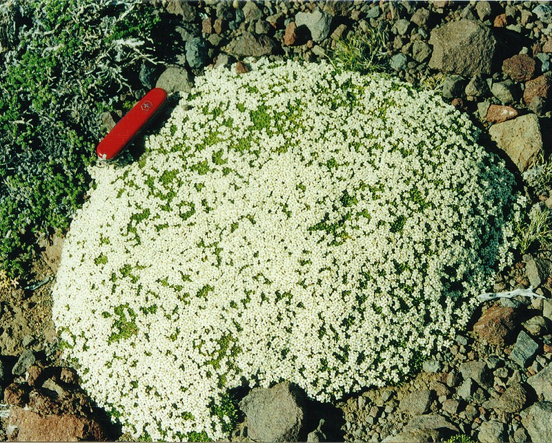 Lepidium medocinense photo 2