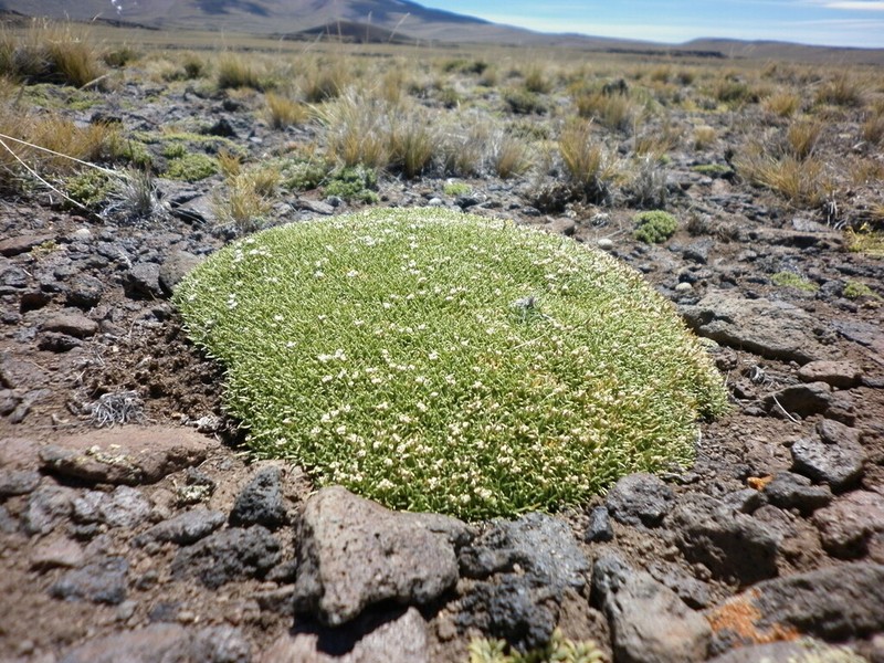 Lepidium medocinense photo 3