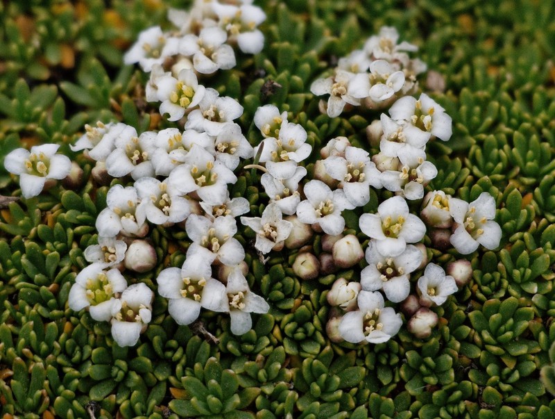 Lepidium medocinense photo 4