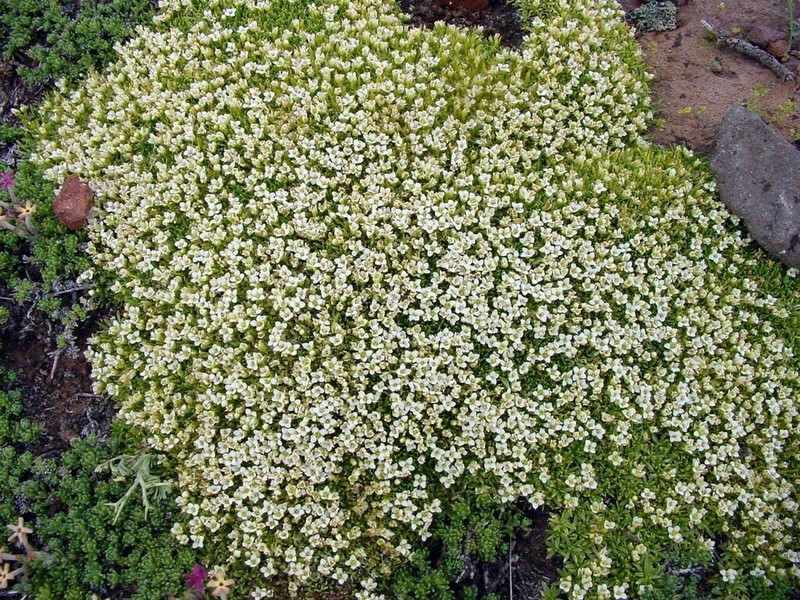 Lepidium medocinense photo 5