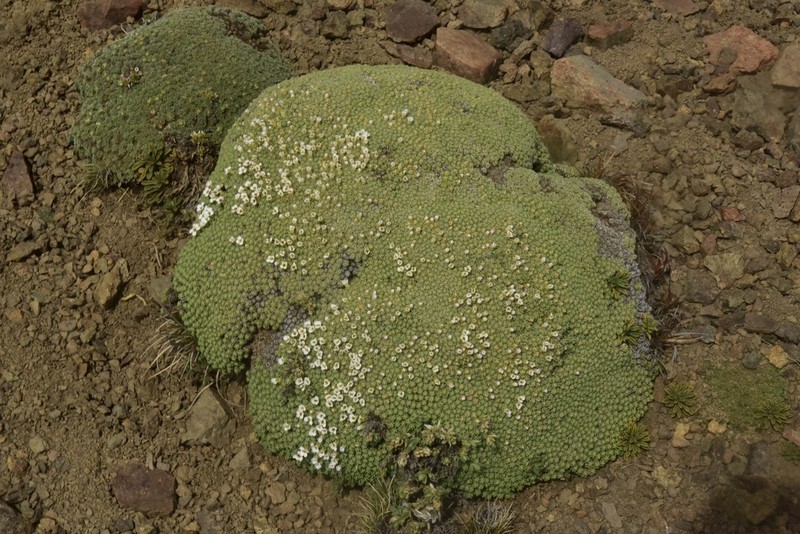 Lepidium medocinense photo 6