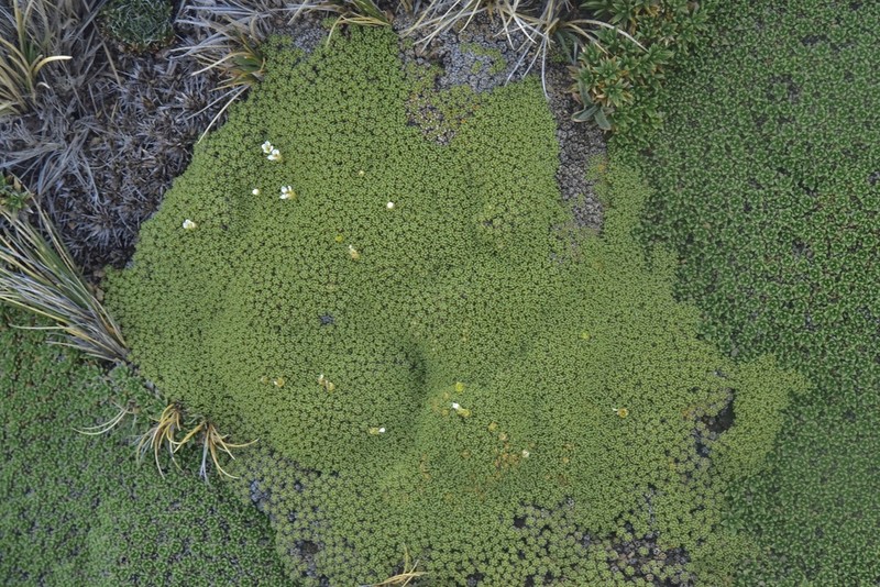 Lepidium medocinense photo 7