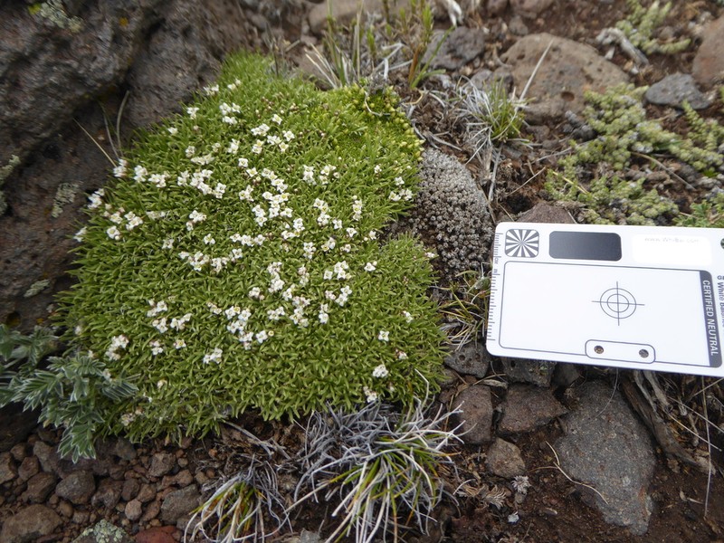Lepidium medocinense photo 8