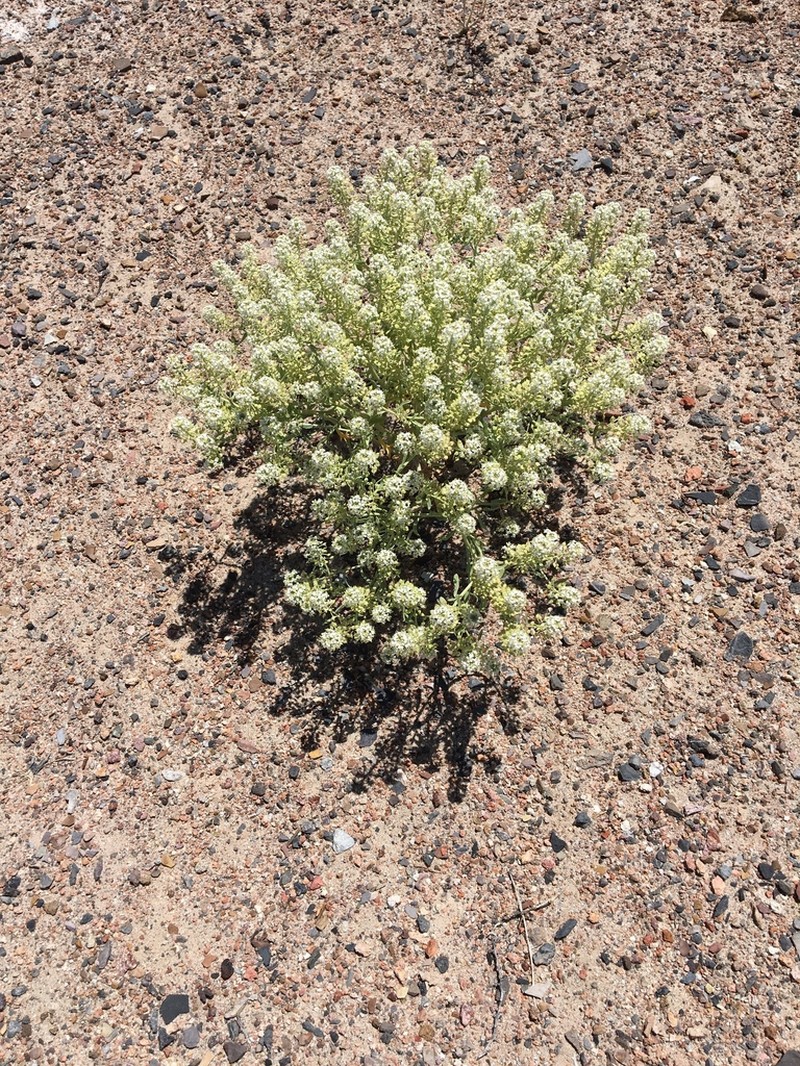 Mountain Pepperweed