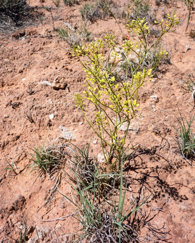 Mountain Pepperweed photo 2