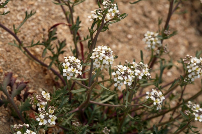 Mountain Pepperweed photo 3