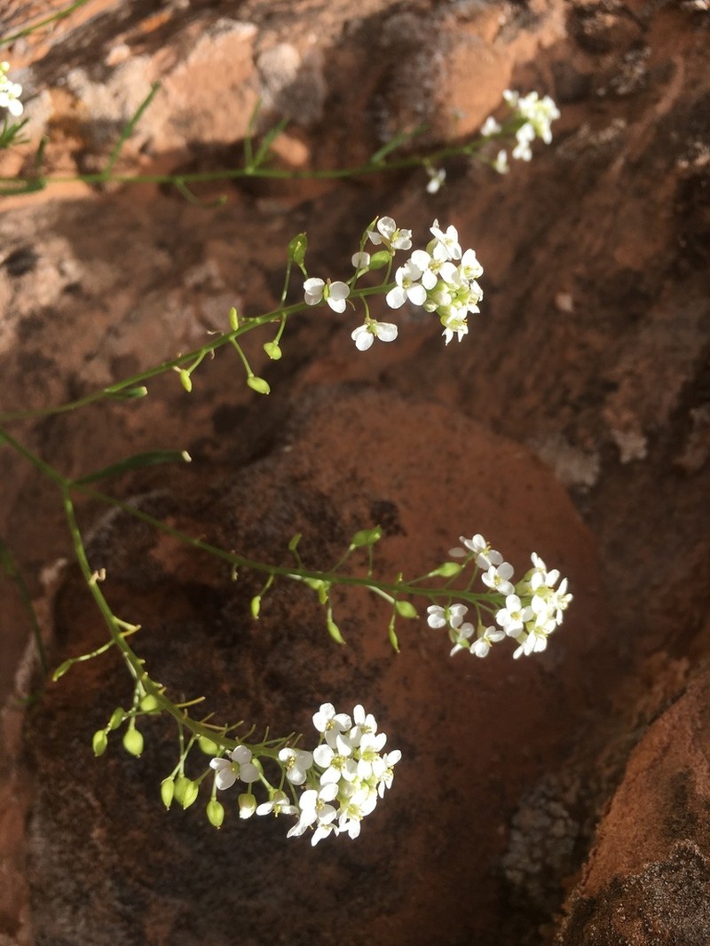 Mountain Pepperweed photo 4