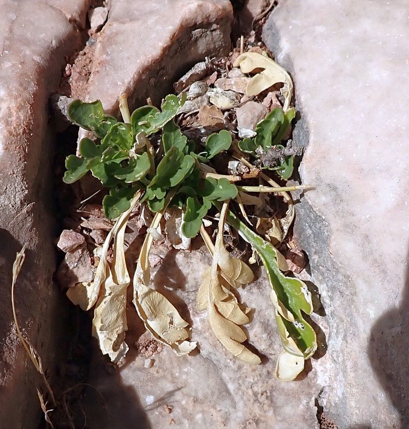 Mountain Pepperweed photo 5