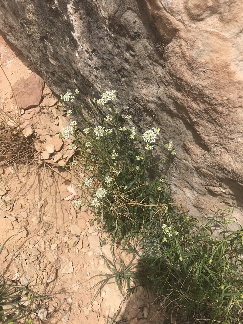Mountain Pepperweed photo 6