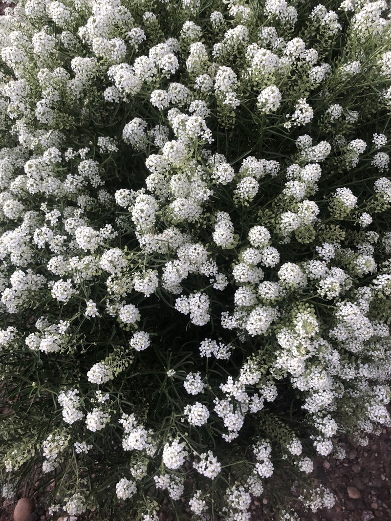 Mountain Pepperweed photo 7