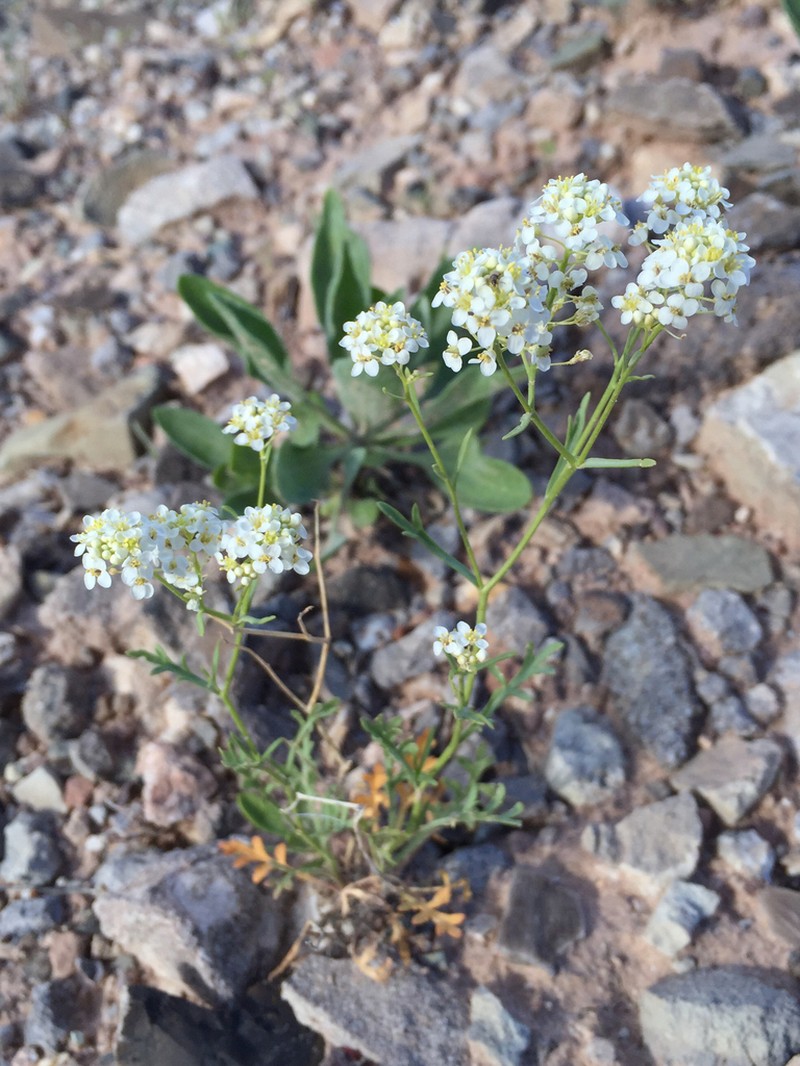 Mountain Pepperweed photo 8