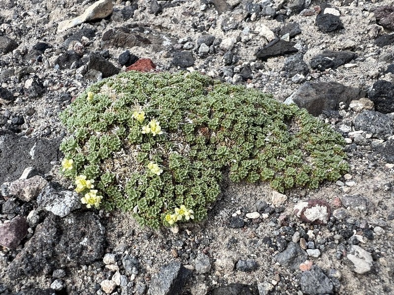 Dwarf Pepperweed