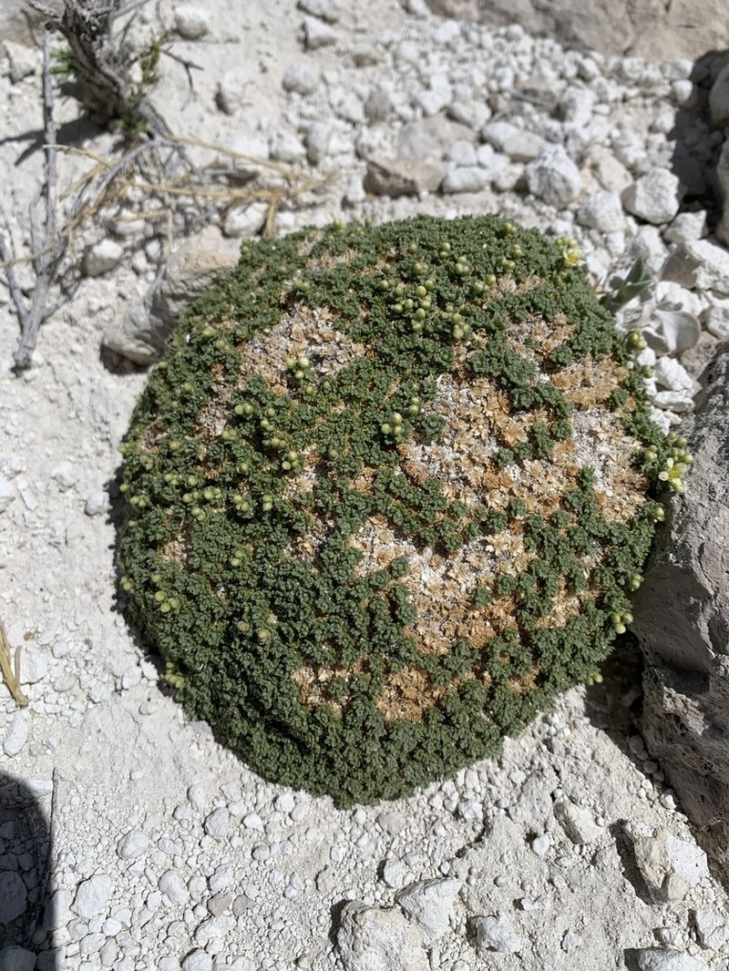Dwarf Pepperweed photo 2