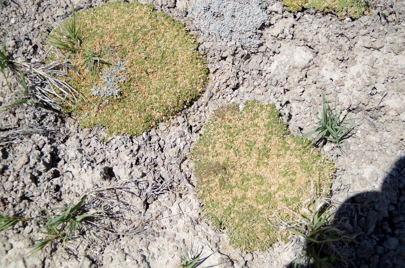 Dwarf Pepperweed photo 3