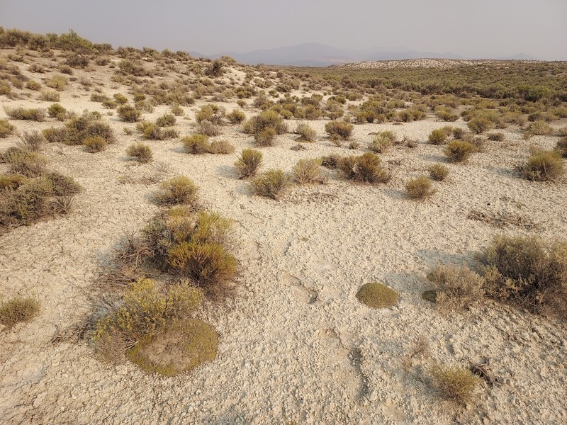 Dwarf Pepperweed photo 4