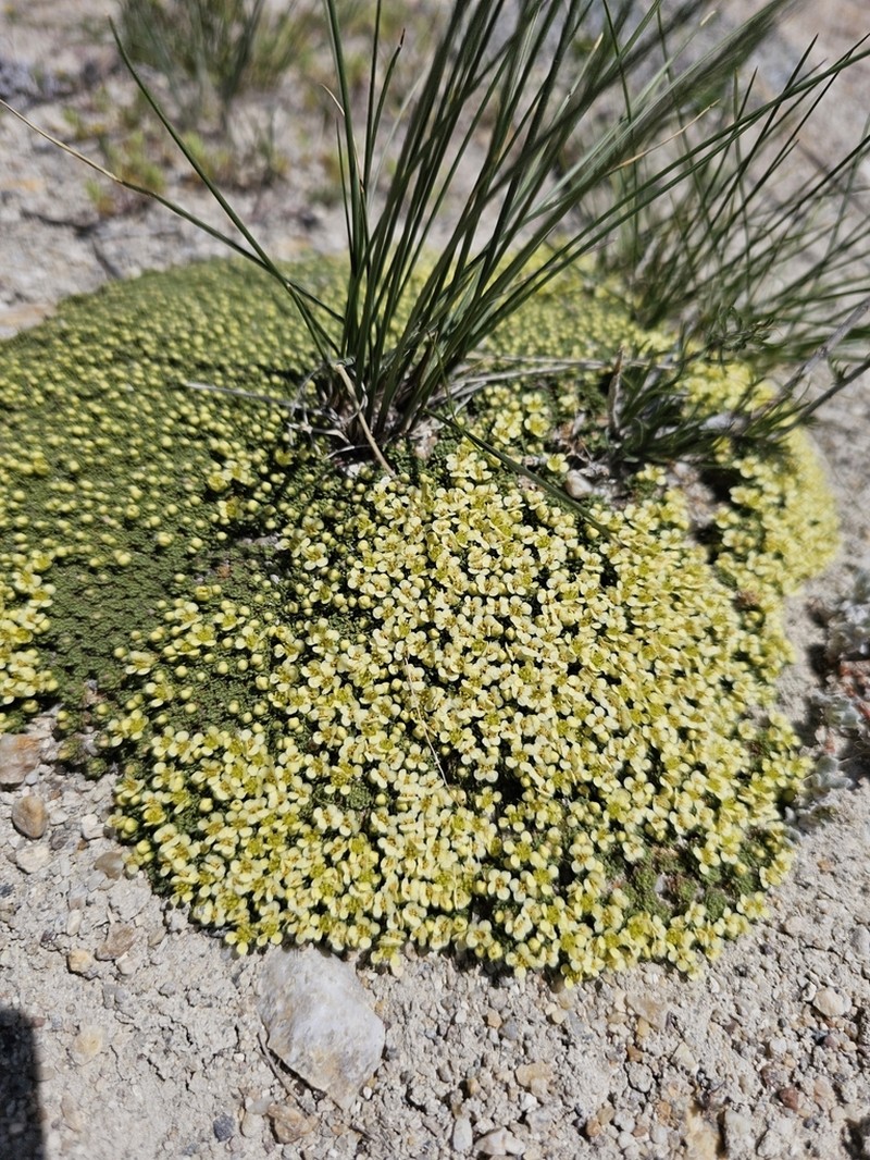Dwarf Pepperweed photo 5