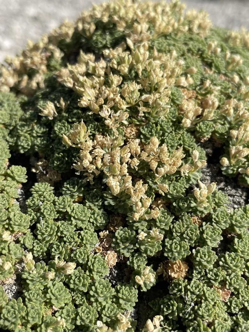 Dwarf Pepperweed photo 6