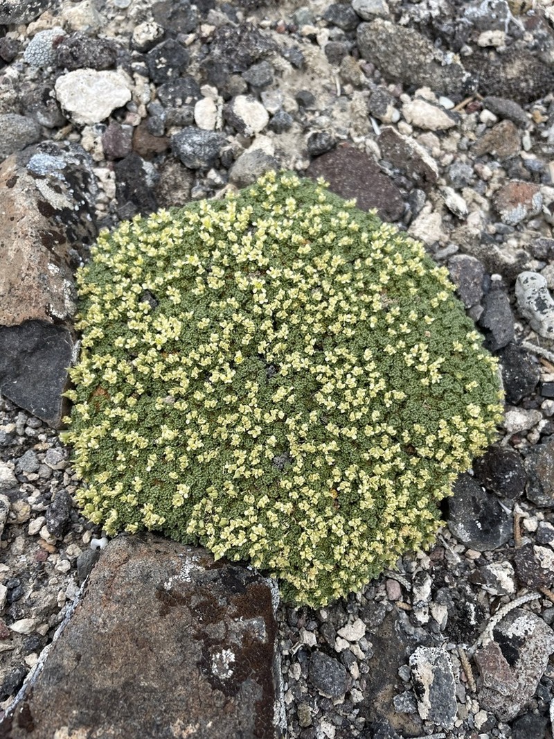 Dwarf Pepperweed photo 7