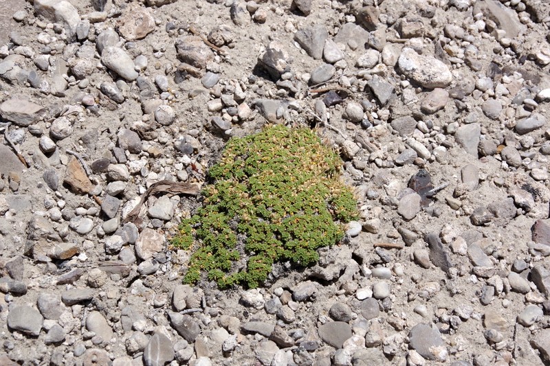 Dwarf Pepperweed photo 8