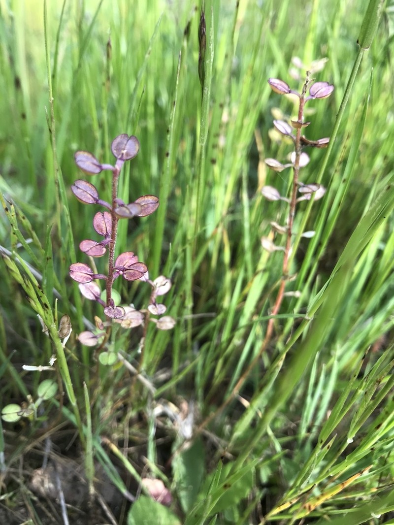 Shining Pepperweed