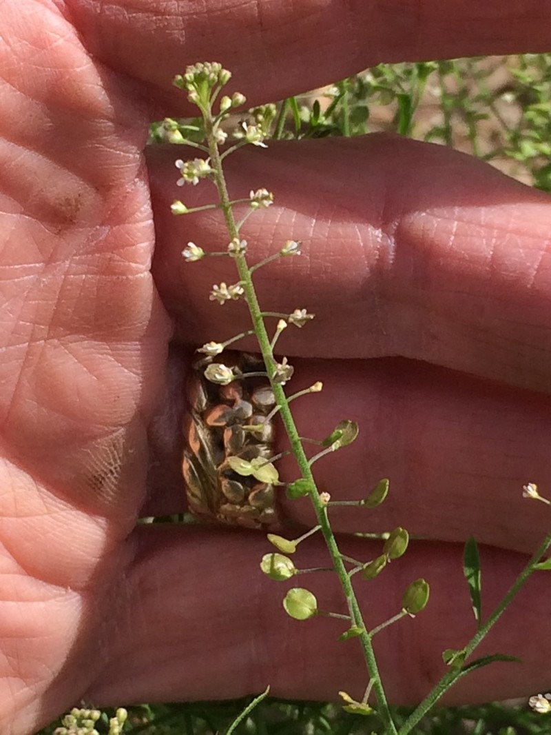 Shining Pepperweed photo 2