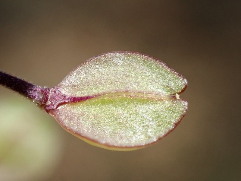 Shining Pepperweed photo 3
