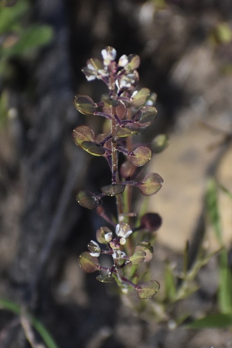 Shining Pepperweed photo 4
