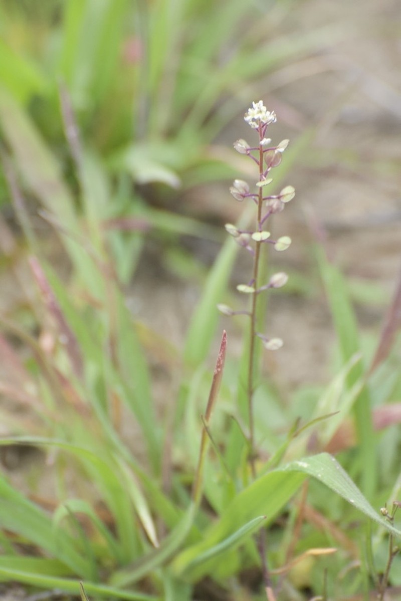 Shining Pepperweed photo 5