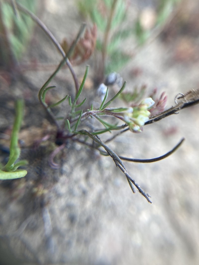 Shining Pepperweed photo 6