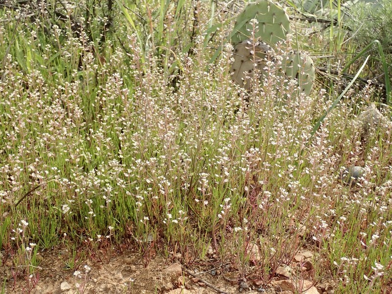 Shining Pepperweed photo 7