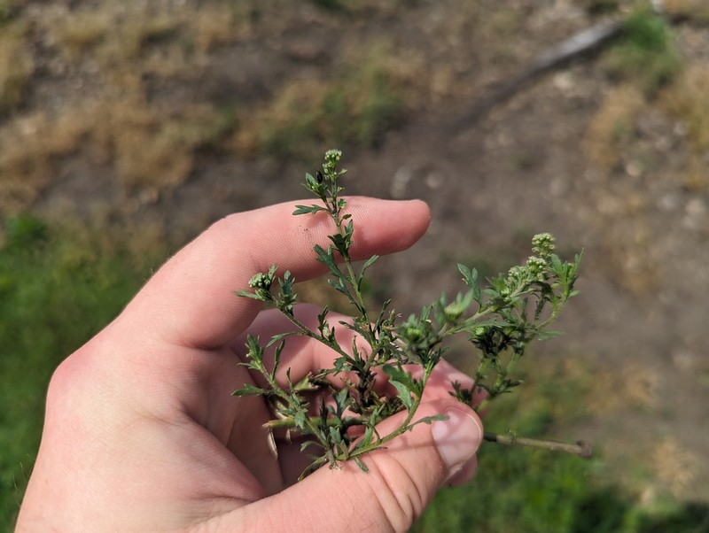 Veiny Pepperweed