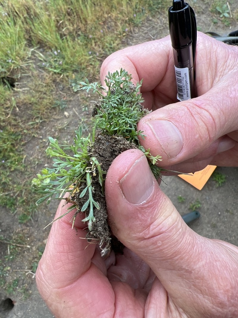 Veiny Pepperweed photo 2