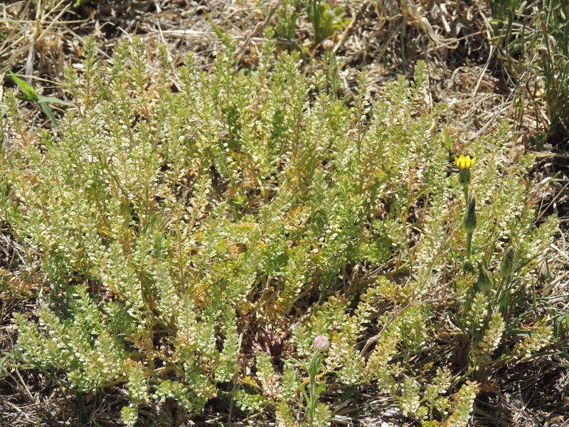 Veiny Pepperweed photo 3