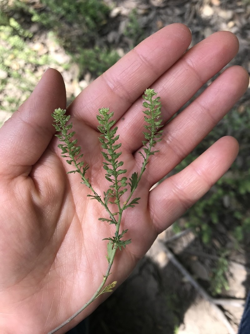 Veiny Pepperweed photo 4