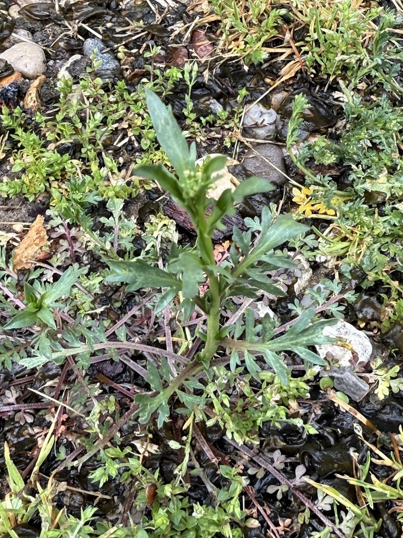 Veiny Pepperweed photo 5