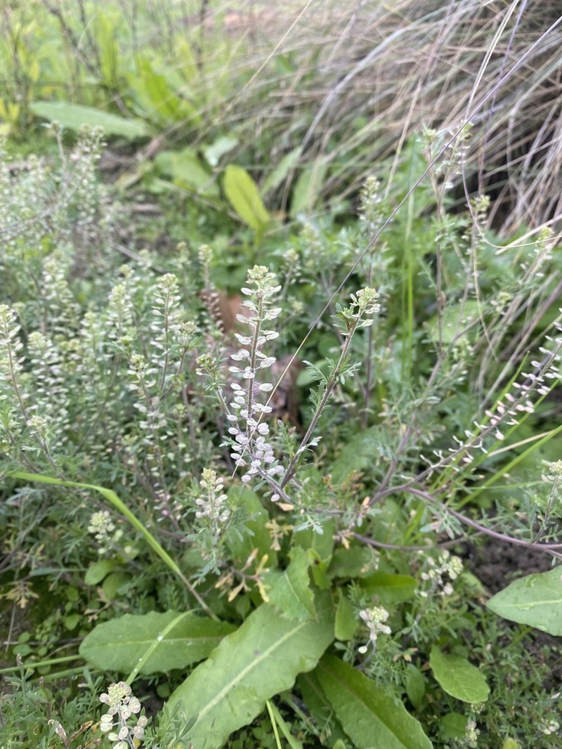 Veiny Pepperweed photo 6