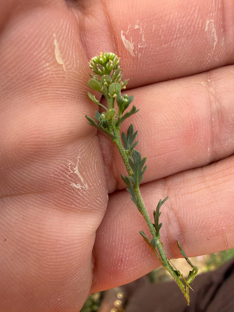 Veiny Pepperweed photo 7