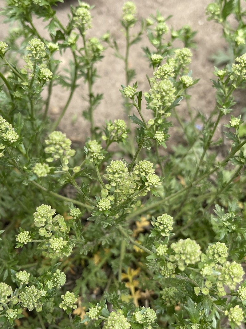 Veiny Pepperweed photo 8