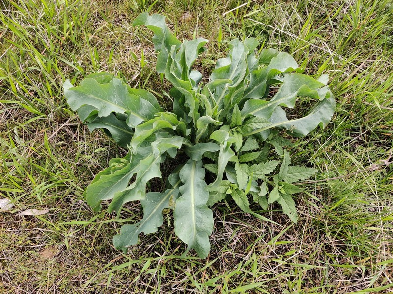 Lepidium orientale photo 2