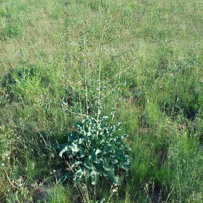 Lepidium orientale photo 3