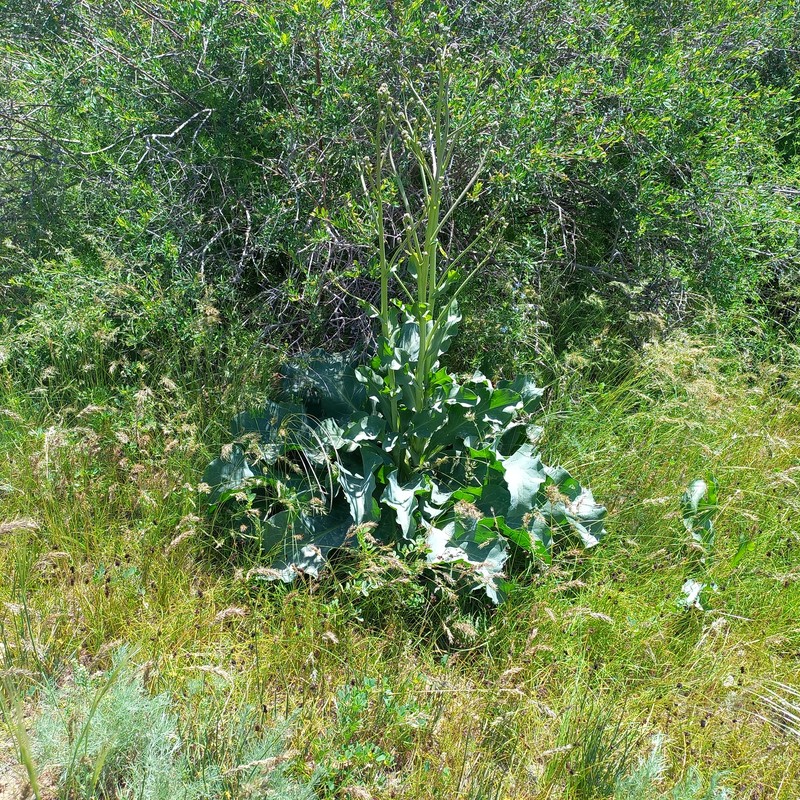 Lepidium orientale photo 4