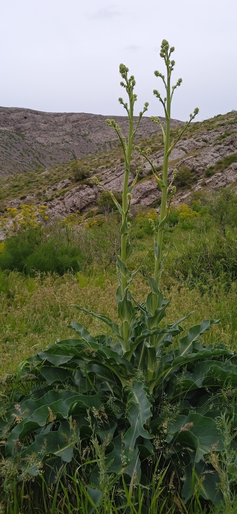 Lepidium orientale photo 5