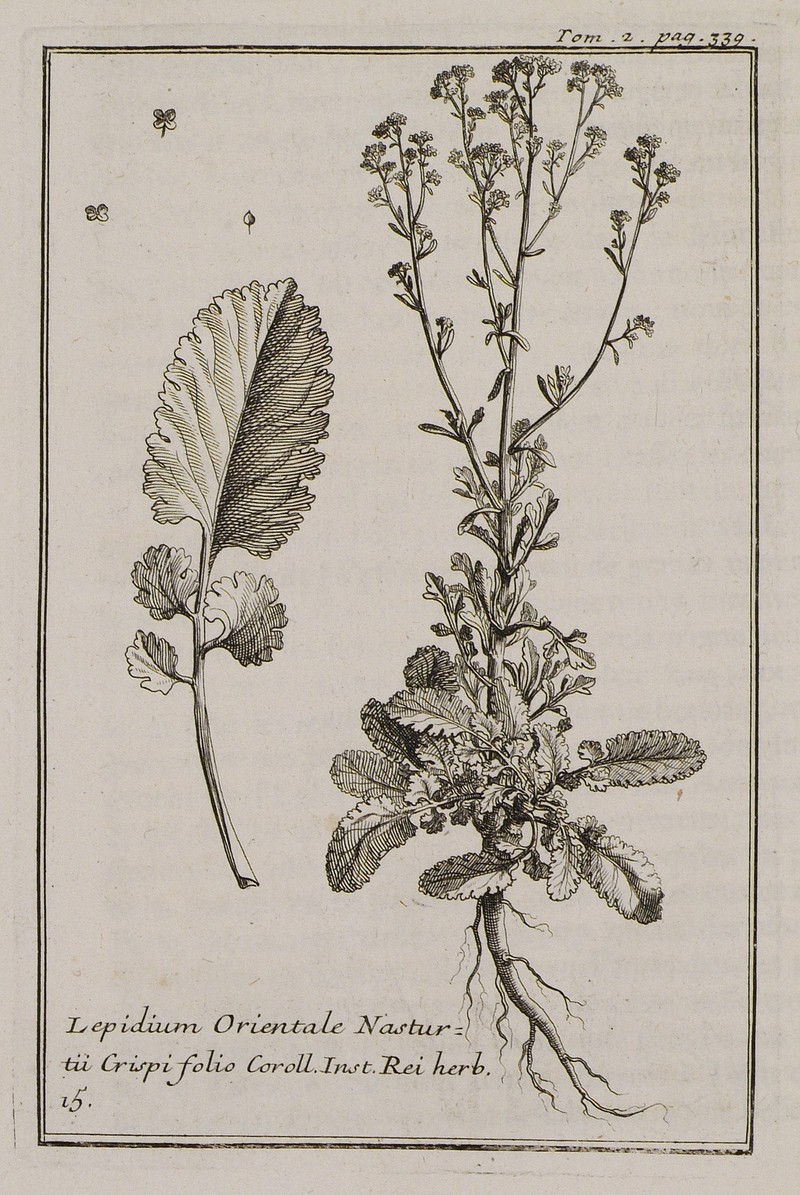 Lepidium orientale