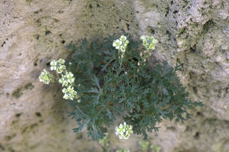 Ostler's Pepperweed