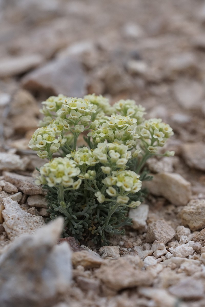 Ostler's Pepperweed